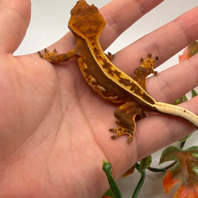 노멀 풀핀 쿼드 텐저린