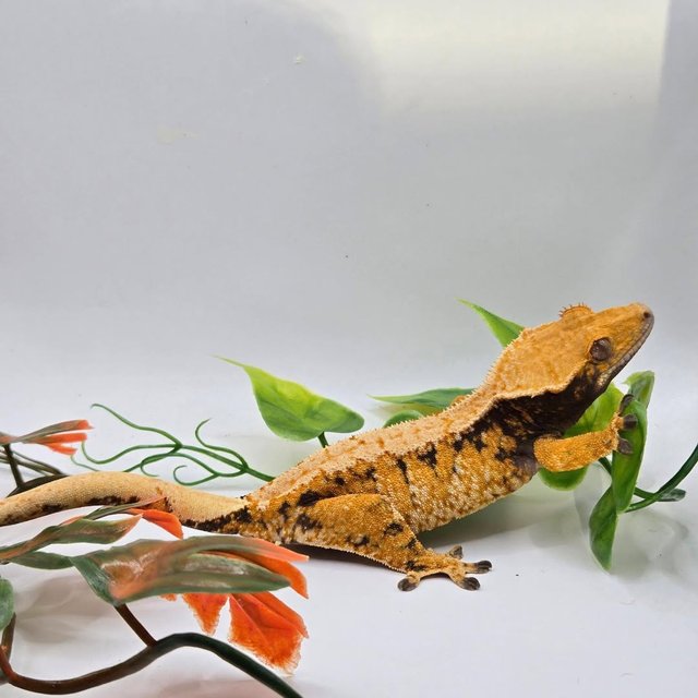 노멀 트라이 익스트림할리퀸