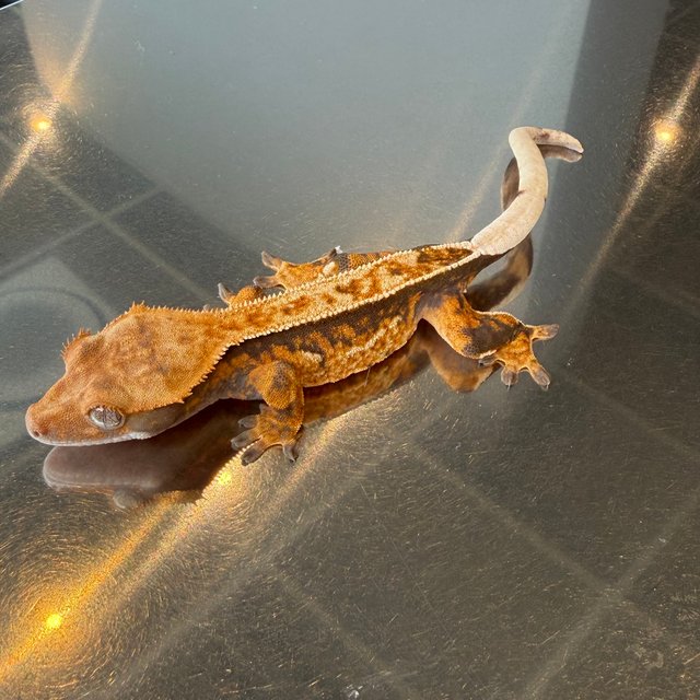 노멀 트라이 쿼드