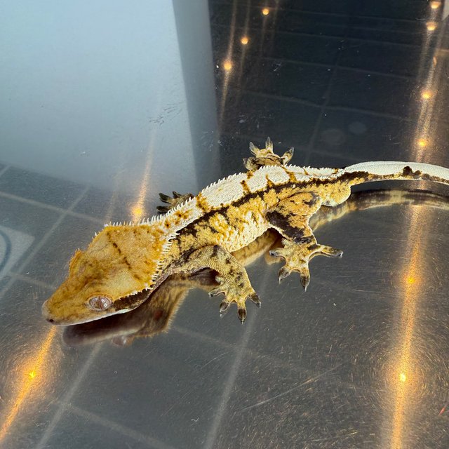 노멀 트라이 익스트림할리퀸