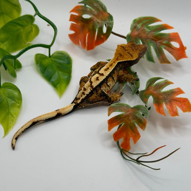 노멀 트라이 익스트림할리퀸 텐저린