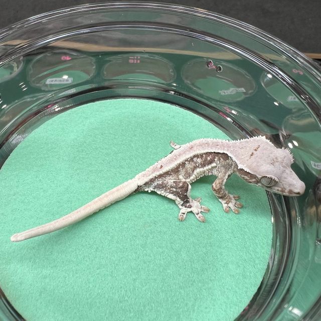 릴리화이트 트라이