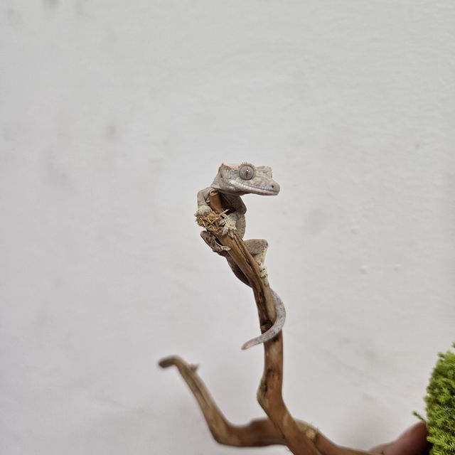 세이블