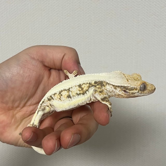 릴리화이트 솔리드백