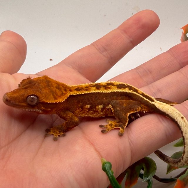 노멀 풀핀 쿼드 텐저린