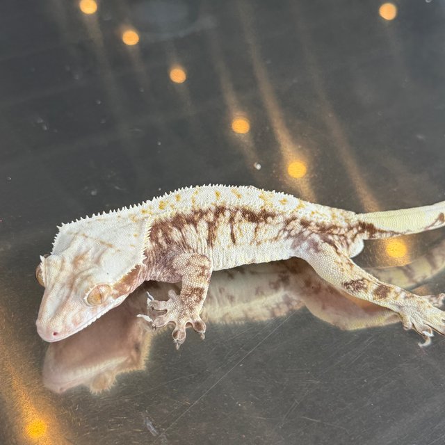 노멀 화이트 트라이 익스트림할리퀸