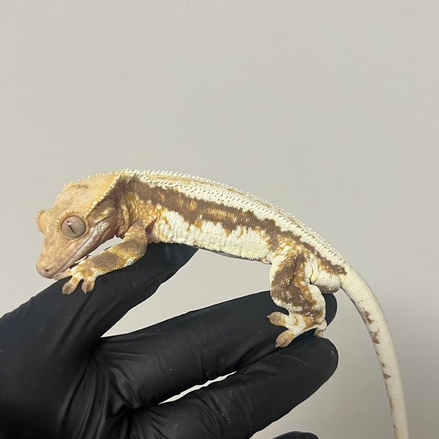 릴리100%헷아잔틱