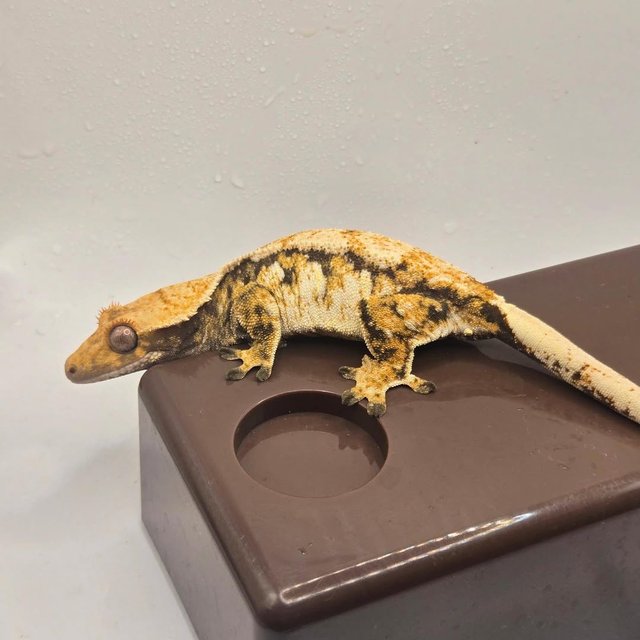 노멀 드리피 트라이 익스트림할리퀸