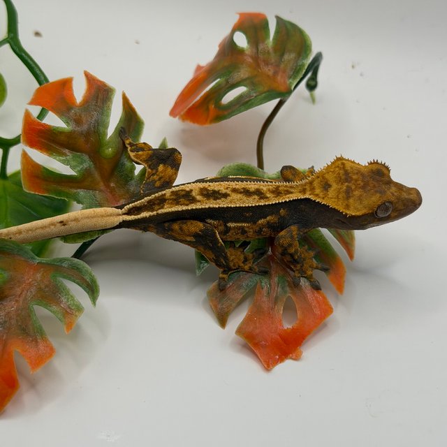 노멀 쿼드 트라이 텐저린