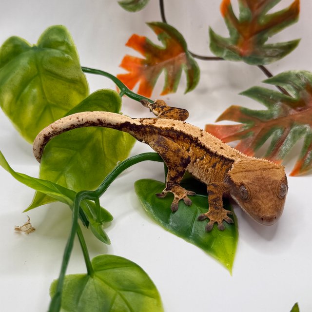 노멀 익스트림할리퀸 트라이 텐저린