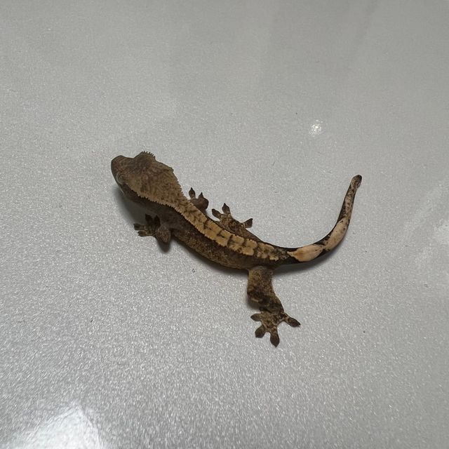 노멀 할리퀸