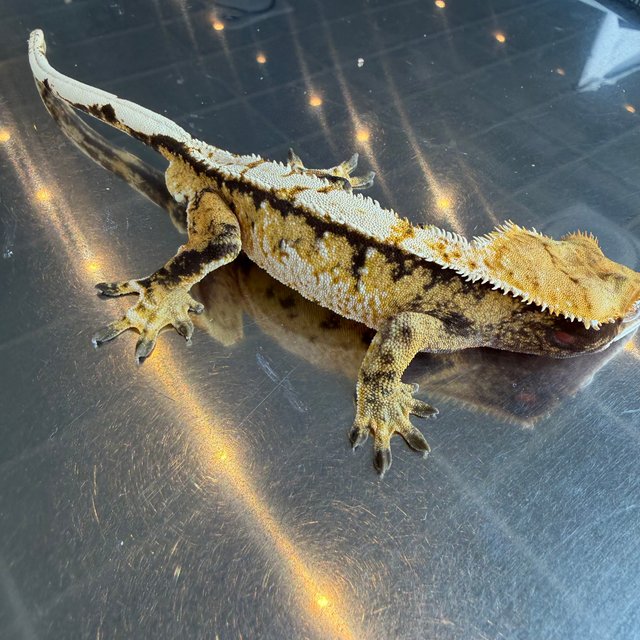 노멀 트라이 익스트림할리퀸