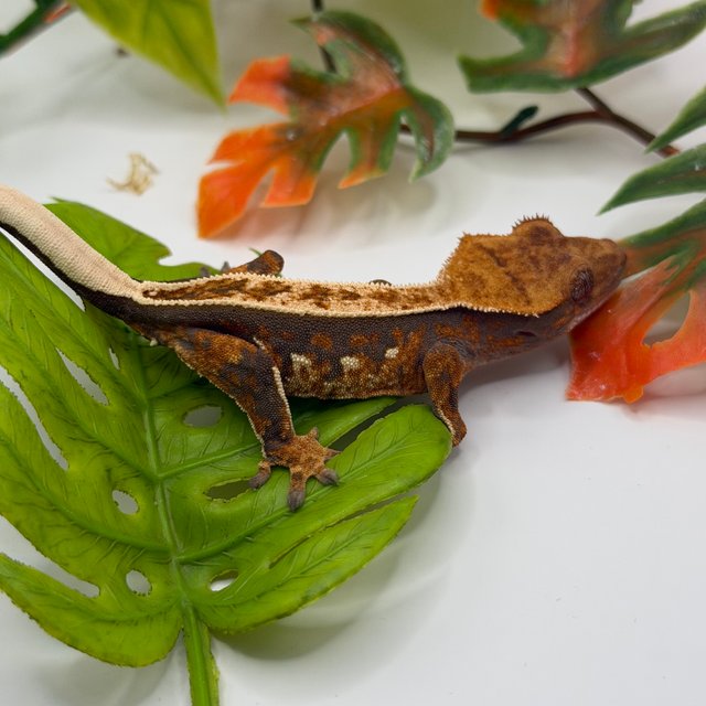 노멀 풀핀 쿼드 텐저린