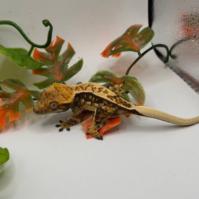 노멀 쿼드 풀핀