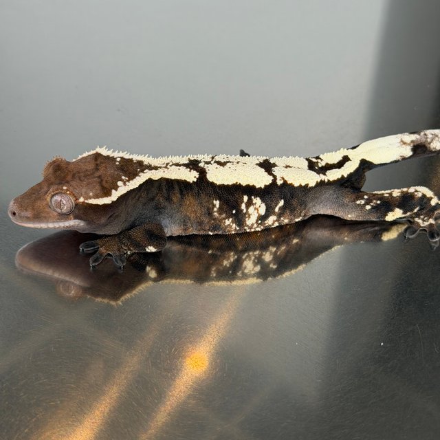 세이블 트라이 익스트림할리퀸