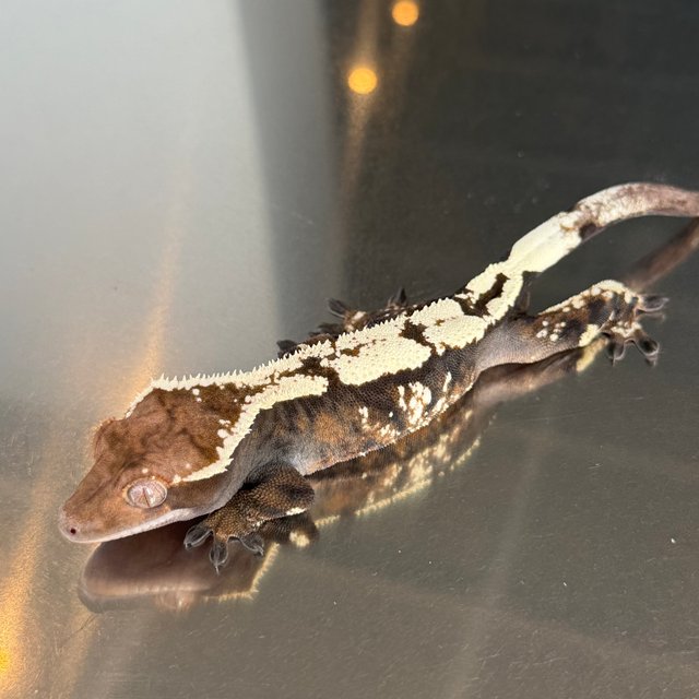 세이블 트라이 익스트림할리퀸