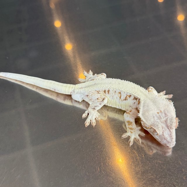 릴리화이트 익스트림할리퀸