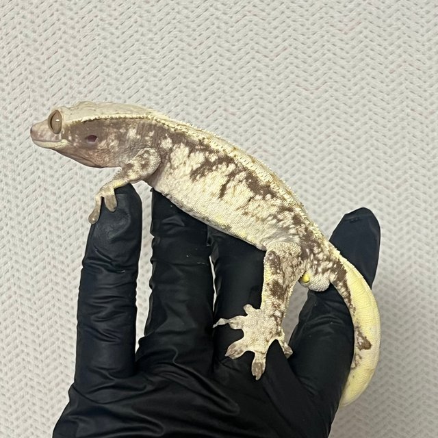 노멀 화이트 트라이