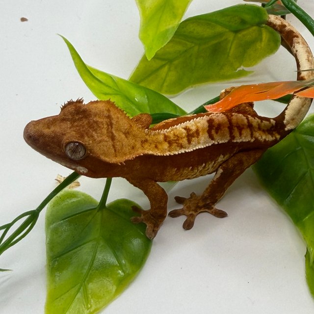 노멀 쿼드 레드