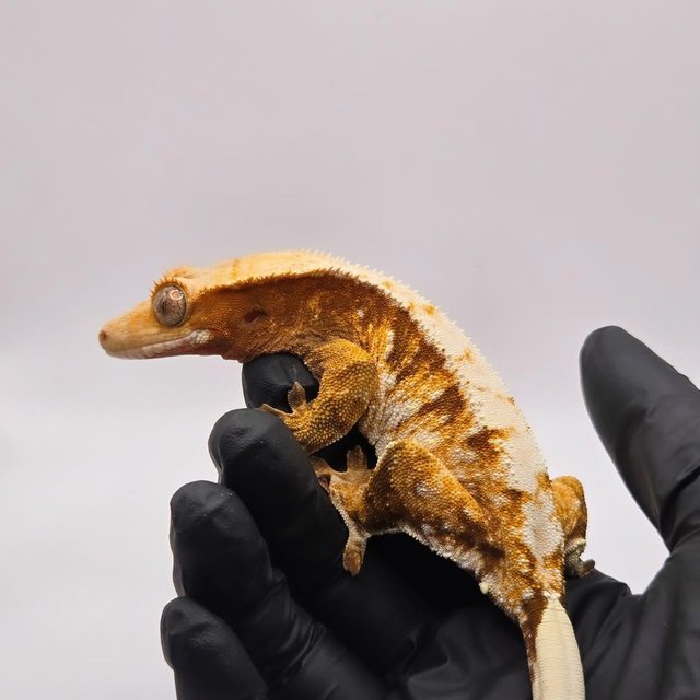 노멀 레드 트라이 익스트림할리퀸