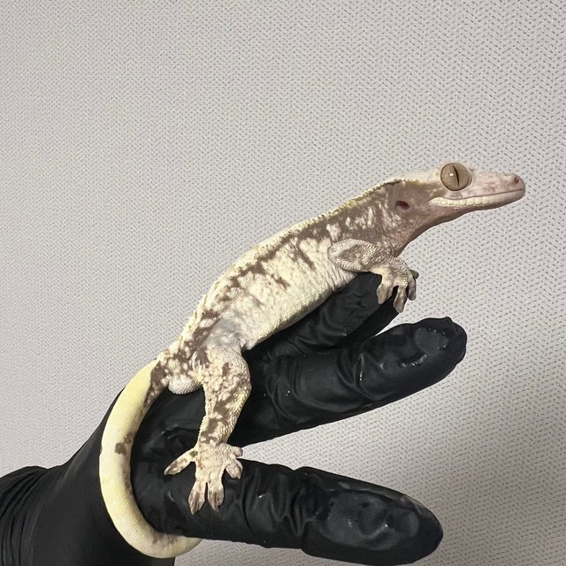 노멀 화이트 트라이