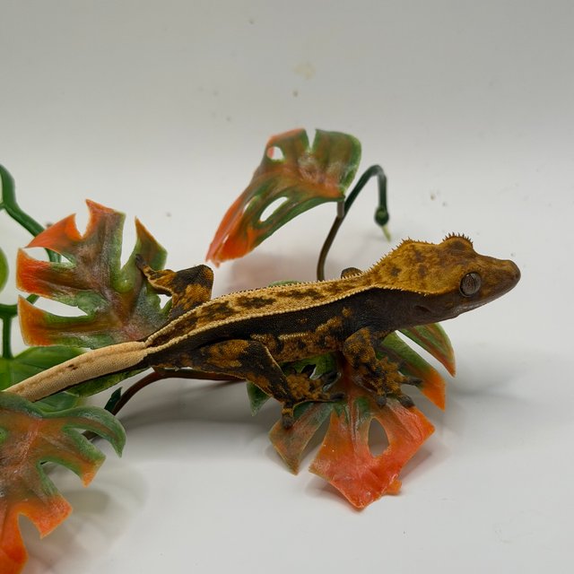 노멀 쿼드 트라이 텐저린