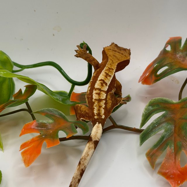 노멀 쿼드 레드