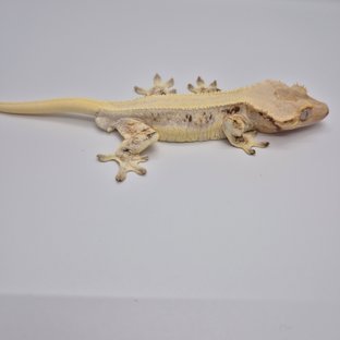 릴리화이트 트라이