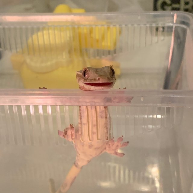 옐로우 레드 화이트 릴리화이트