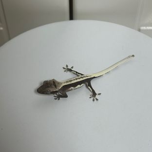 아잔틱 릴리화이트 릴잔틱