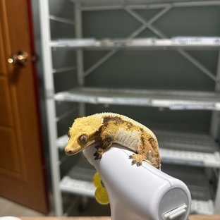 노멀 솔리드백 트라이