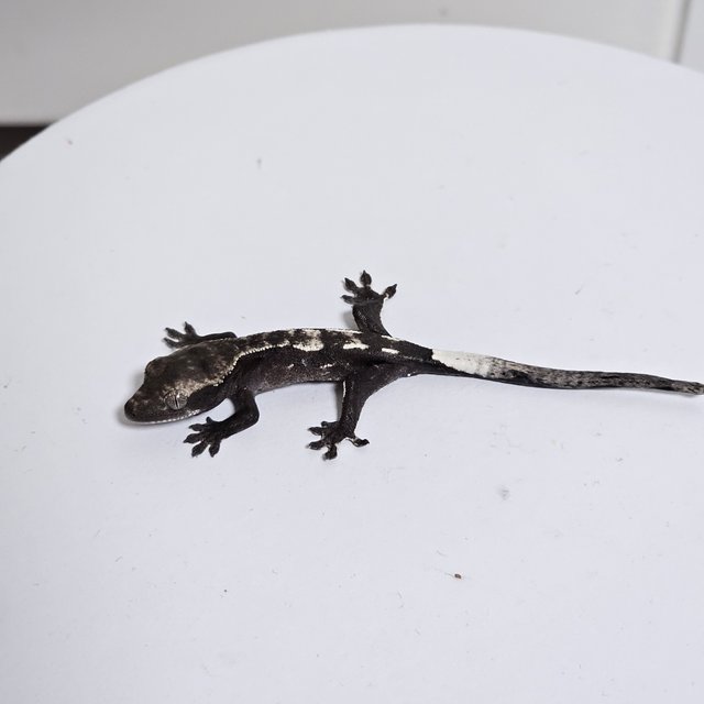 카푸치노 아잔틱