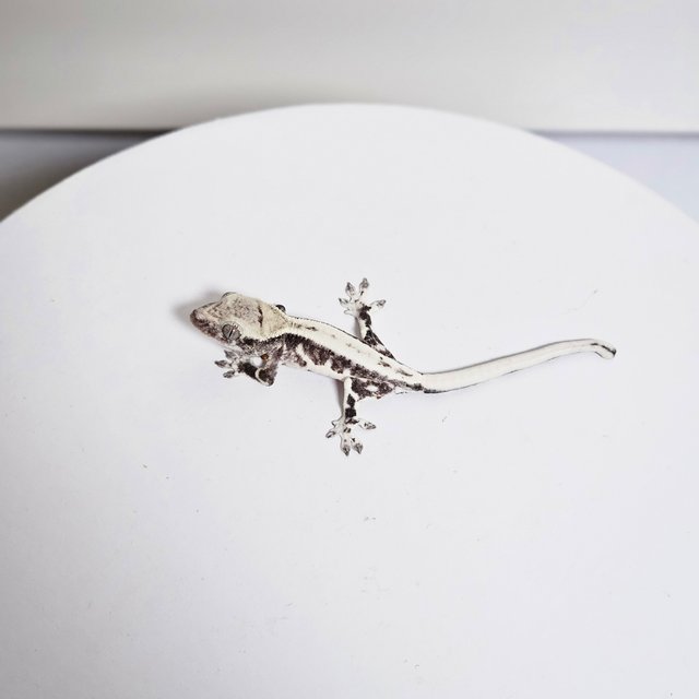 프라푸치노 아잔틱