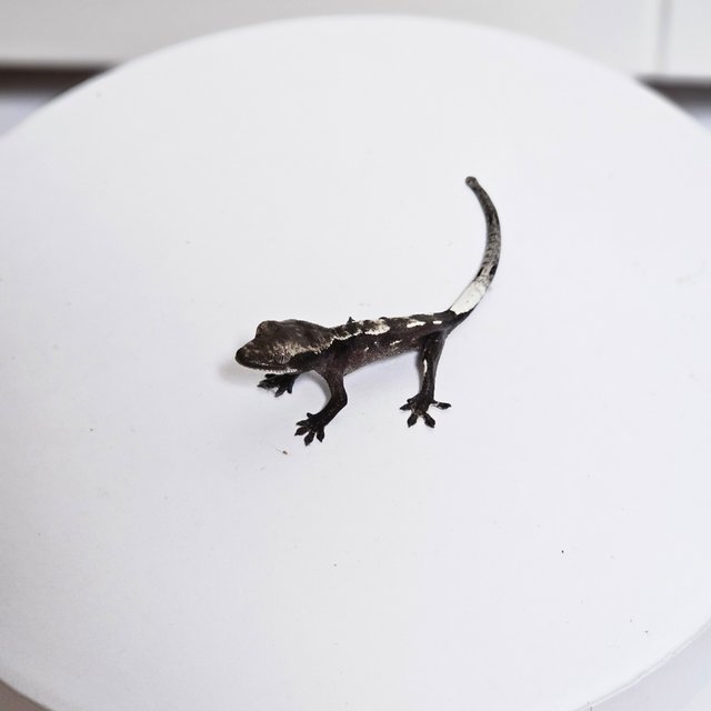 카푸치노 아잔틱