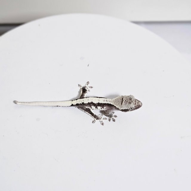 릴잔틱 솔리드백