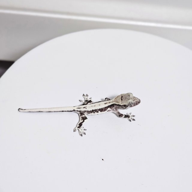 프라푸치노 아잔틱