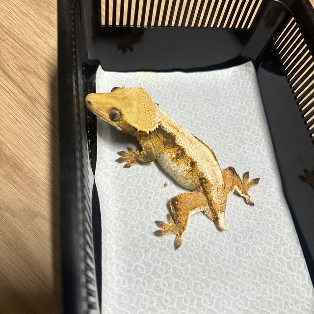 노멀 솔리드백 트라이