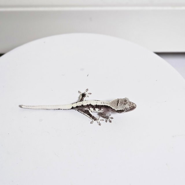 릴잔틱 솔리드백