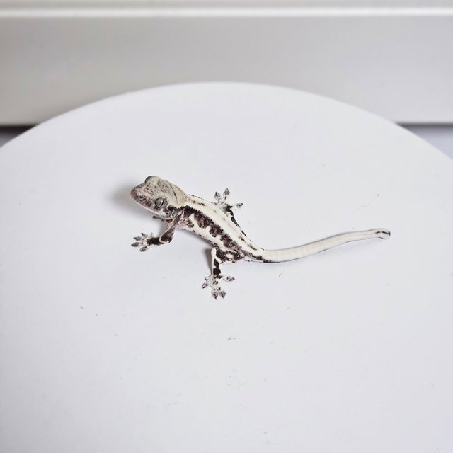 프라푸치노 아잔틱