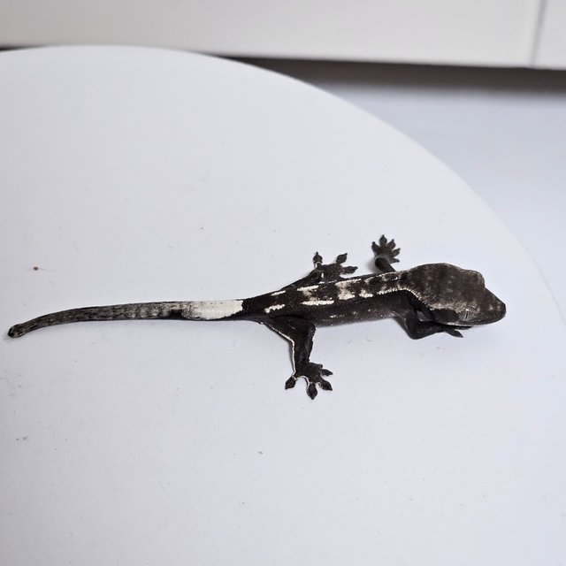 카푸치노 아잔틱