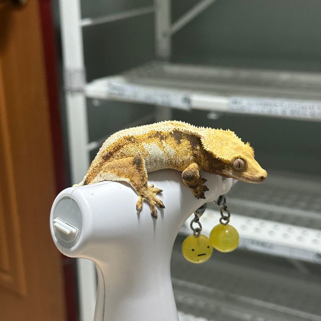 노멀 솔리드백 트라이