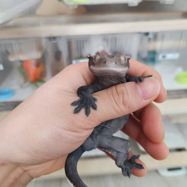 아잔틱 블랙 엠티백 솔리드백