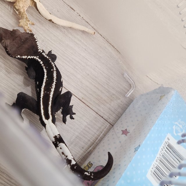 아잔틱 블랙 엠티백 솔리드백