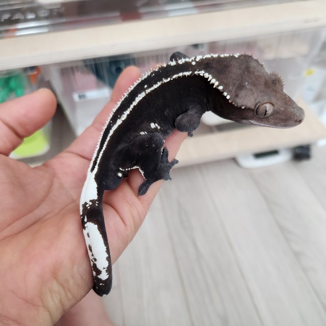 아잔틱 블랙 엠티백 솔리드백