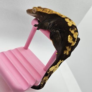 모카