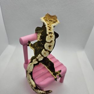 녹차