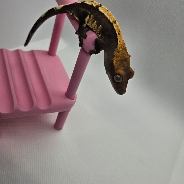 노멀 다크 블랙