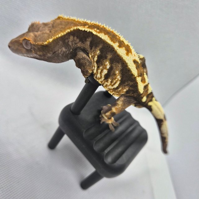 카푸치노 트라이