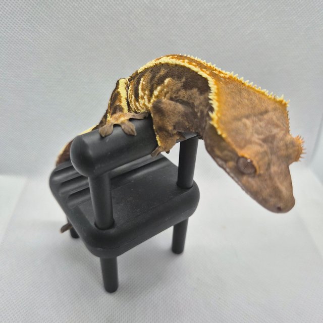 카푸치노 트라이