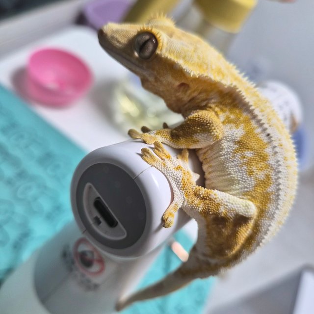 릴리화이트 크림시클 크림 화이트